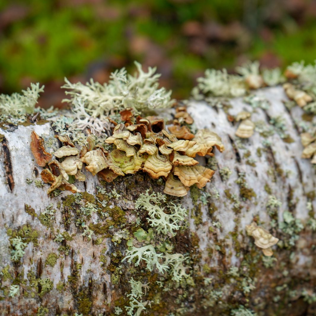 oakmoss oakmoss