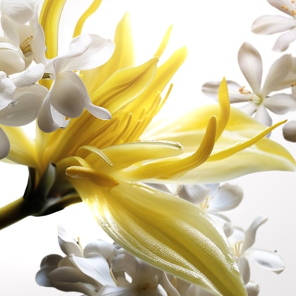 Eau De Parfum