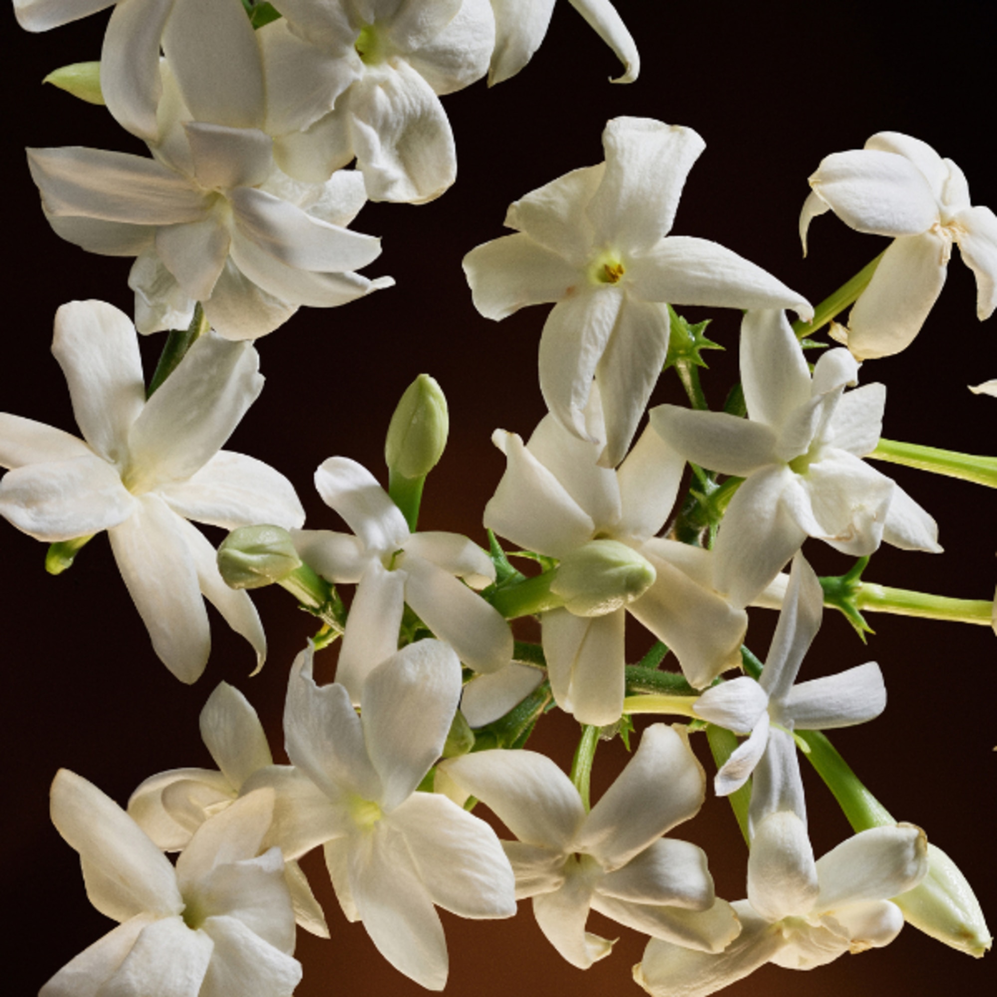 Eau De Parfum Intense