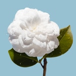 CHANEL HYDRA BEAUTY MICRO SÉRUM LÈVRES  IDRATANTE RIMPOLPANTE INTENSO  6 di 6 MICRO SÉRUM LÈVRES  IDRATANTE RIMPOLPANTE INTENSO