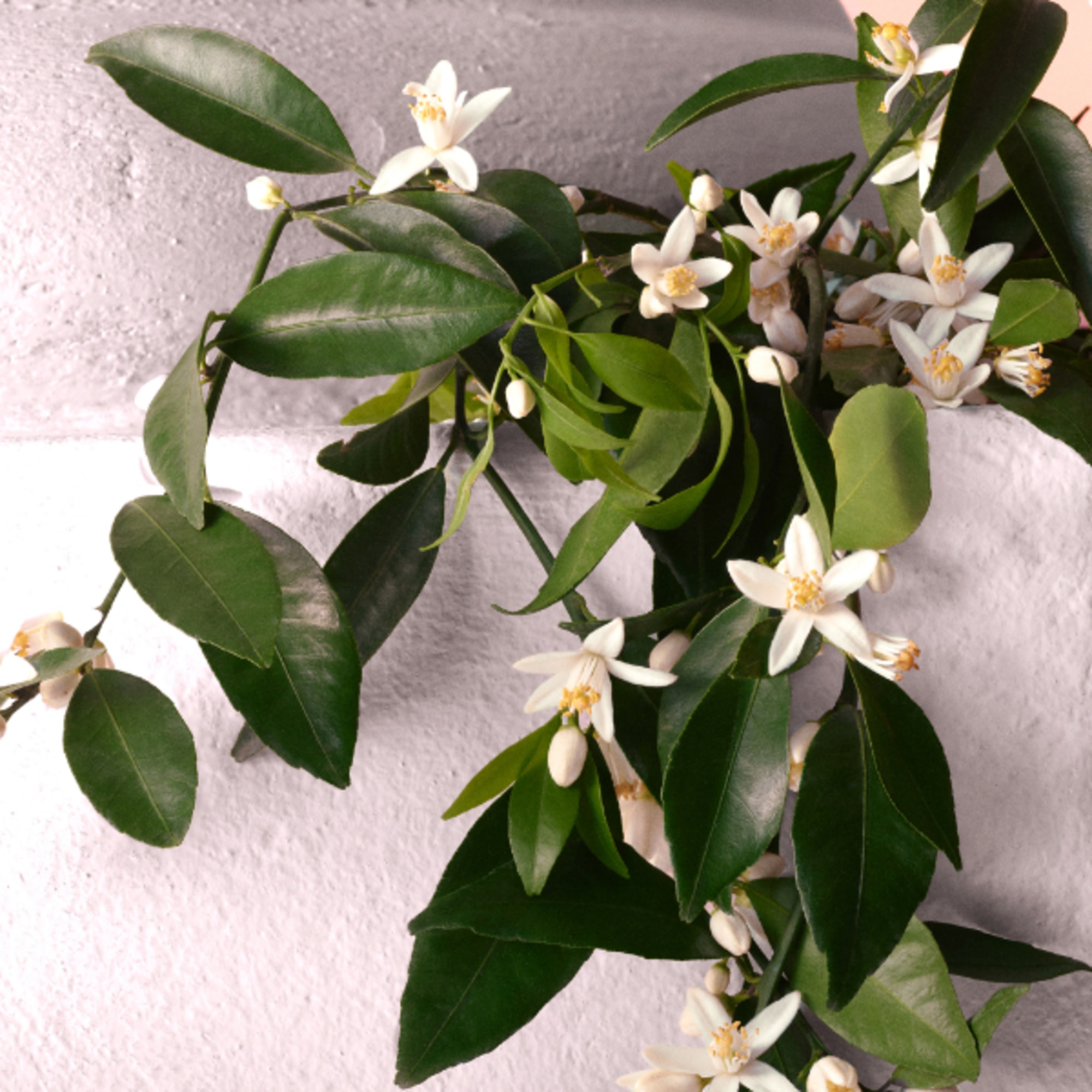 Eau De Parfum Intense