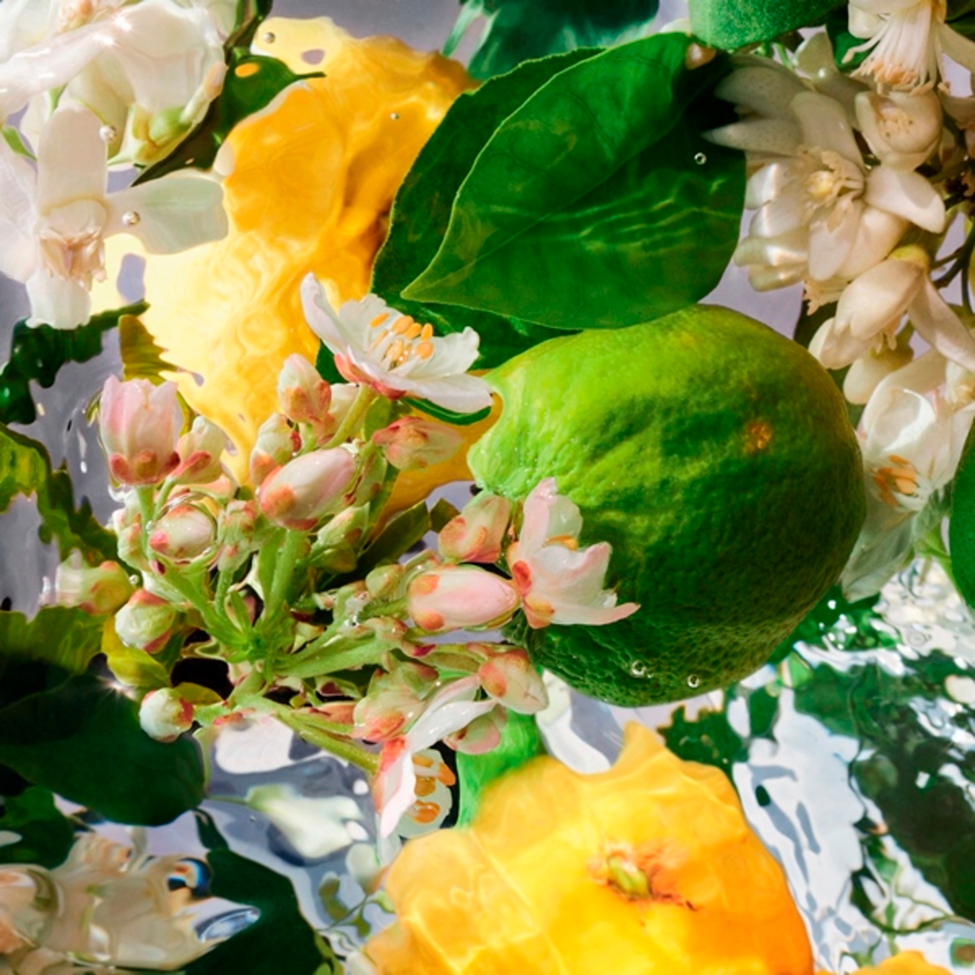 Bergamote Calabria - Eau de Toilette