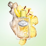 100 ML Prada INFUSION DE GINGEMBRE Eau De Parfum 3 di 3 Eau De Parfum