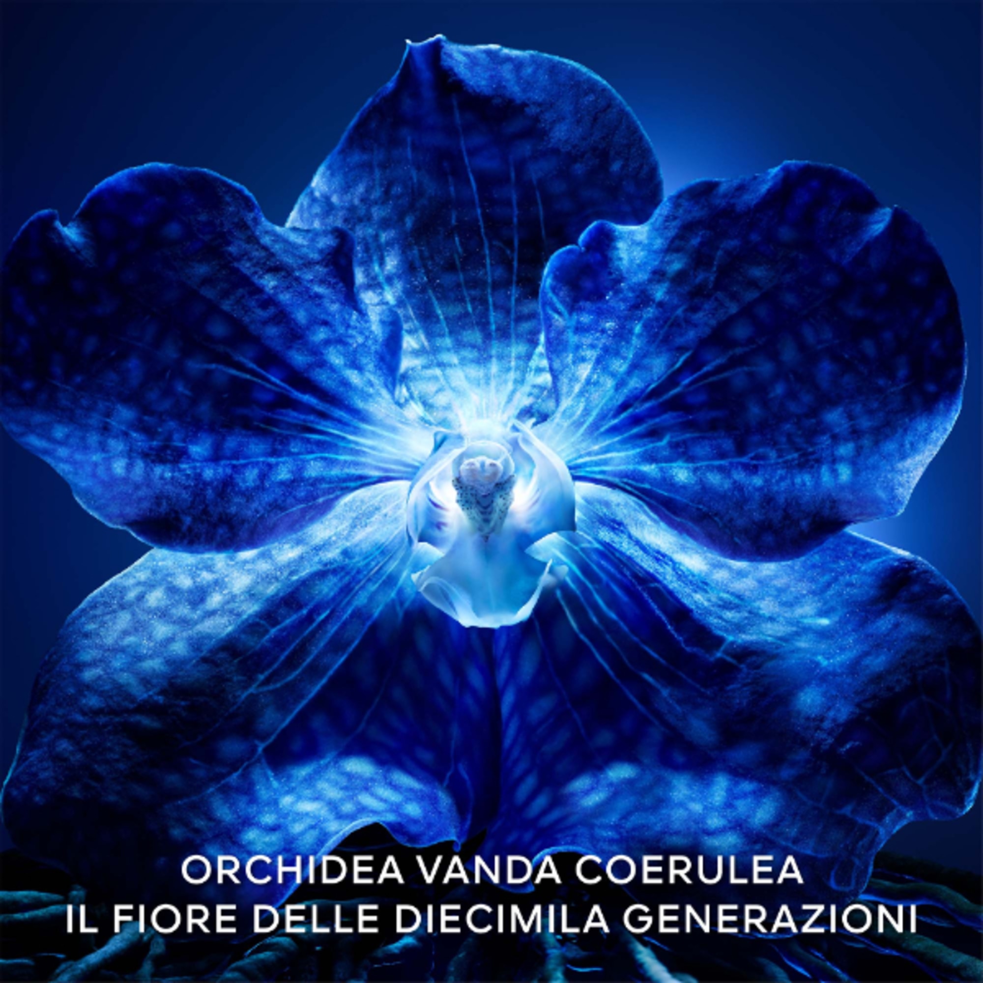 La Crème Légère De Longévité