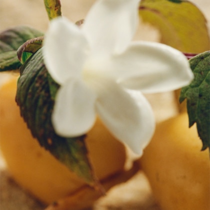 Eau De Parfum
